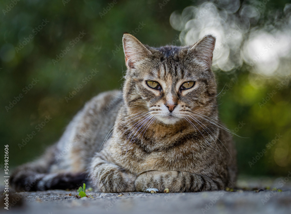 Here are my best cat photos taken over the last couple of years with different lenses such as the Sony 135mm F/1.8 and the Sony 70-200mm F/2.8 Here are my best cat photos taken over the last couple of years with different lenses such as the Sony 135mm F/1.8 and the Sony 70-200mm F/2.8