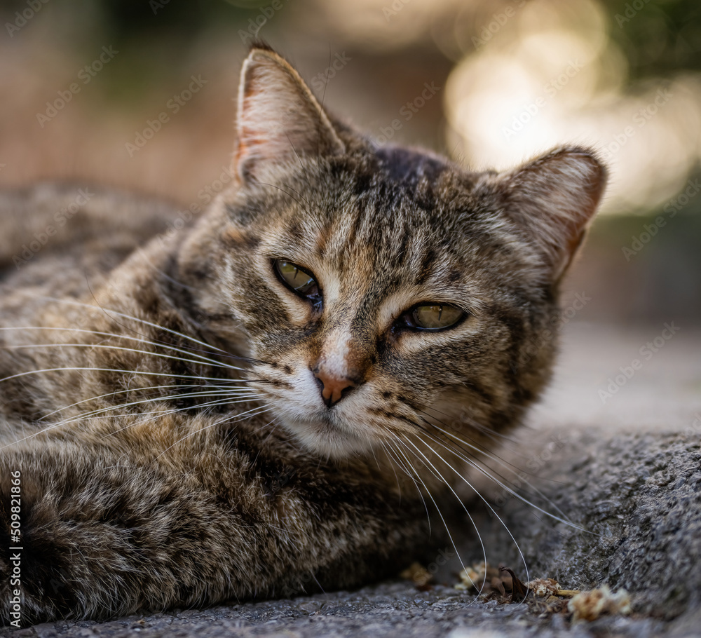 Here are my best cat photos taken over the last couple of years with different lenses such as the Sony 135mm F/1.8 and the Sony 70-200mm F/2.8 Here are my best cat photos taken over the last couple of years with different lenses such as the Sony 135mm F/1.8 and the Sony 70-200mm F/2.8