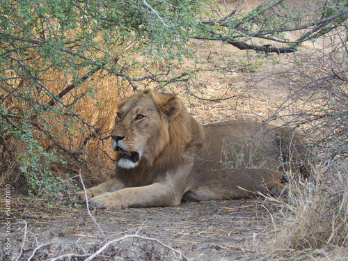 Des lions sauvages en Afrique