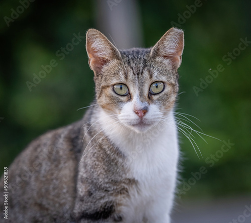 Wallpaper Mural Here are my best cat photos taken over the last couple of years with different lenses such as the Sony 135mm F/1.8 and the Sony 70-200mm F/2.8 Torontodigital.ca