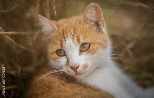Here are my best cat photos taken over the last couple of years with different lenses such as the Sony 135mm F/1.8 and the Sony 70-200mm F/2.8 © joe