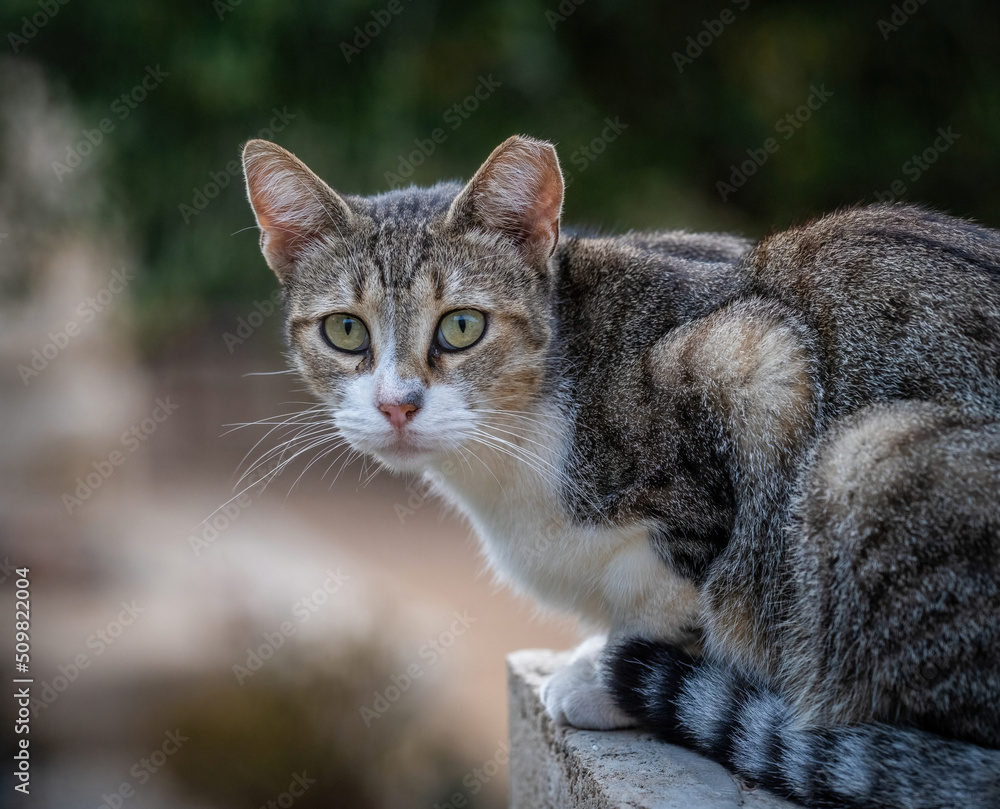 Here are my best cat photos taken over the last couple of years with different lenses such as the Sony 135mm F/1.8 and the Sony 70-200mm F/2.8 Here are my best cat photos taken over the last couple of years with different lenses such as the Sony 135mm F/1.8 and the Sony 70-200mm F/2.8