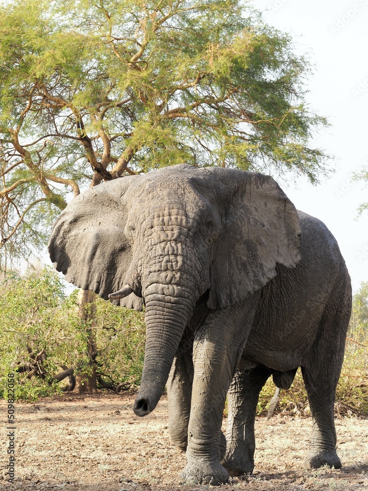 Fototapeta premium un éléphant en liberté dans une réserve en Afrique