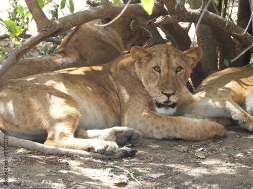 Des lions sauvages en Afrique