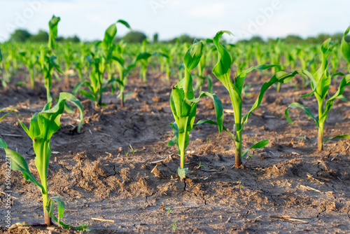 Little corn in the field