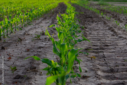 Little corn in the field
