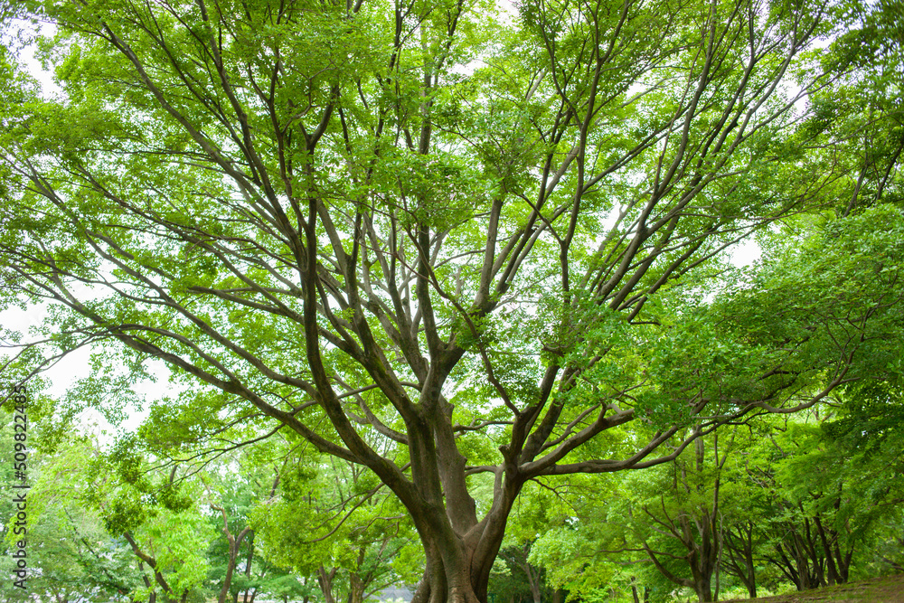 Fototapeta premium green tree