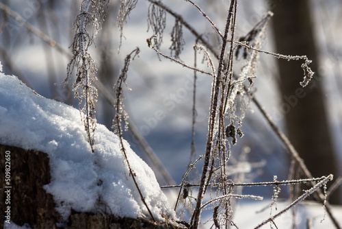 Winter nature, dry grass in frost and white snow © PhotoChur
