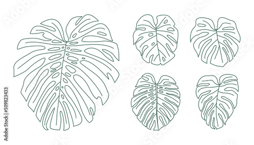 Set of outline monstera leaves.