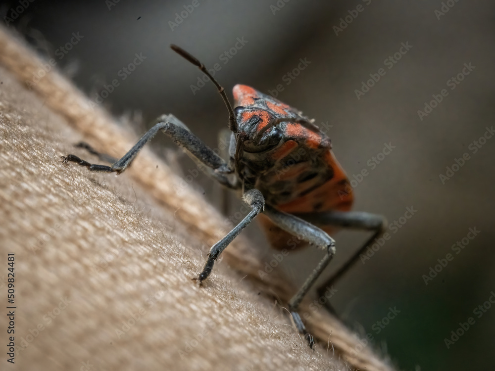 Fototapeta premium Here are quite a few examples of the photos i have taken of insects and amphibians while trying out macro photograph. 