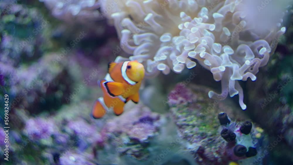 Clownfish Looks at Camera and Swims Near Anemone Clownfish Looks at Camera and Swims Near Anemone