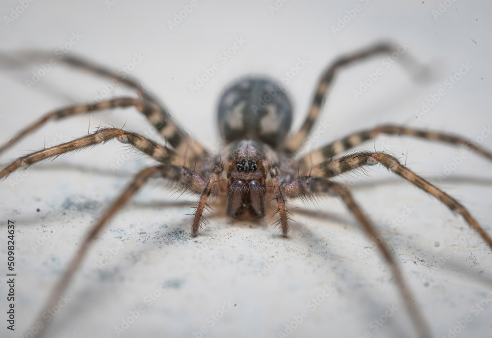 Over the last few months I have been trying out macro photography in which my lens has to be no further than 10 cm away from my subject. Over the last few months I have been trying out macro photography in which my lens has to be no further than 10 cm away from my subject.
