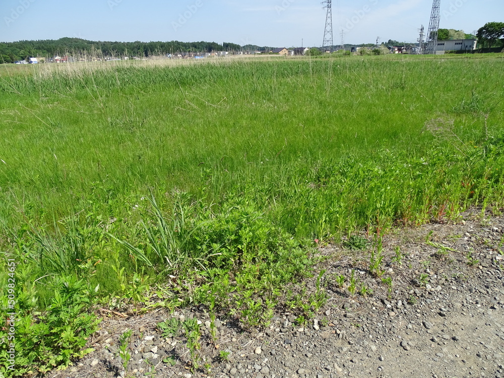 Obraz premium 耕作放棄地