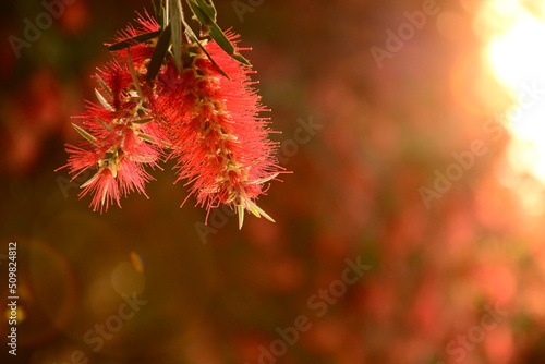 red autumn leaves