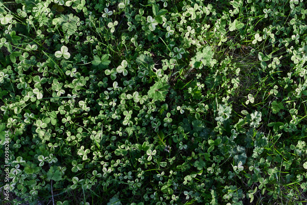 Obraz premium Close-up view of summer green lawn grass, microclover in sunlight