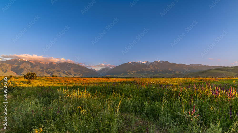 Mountain meadow flowers at sunset. Selective focus.Natural background.