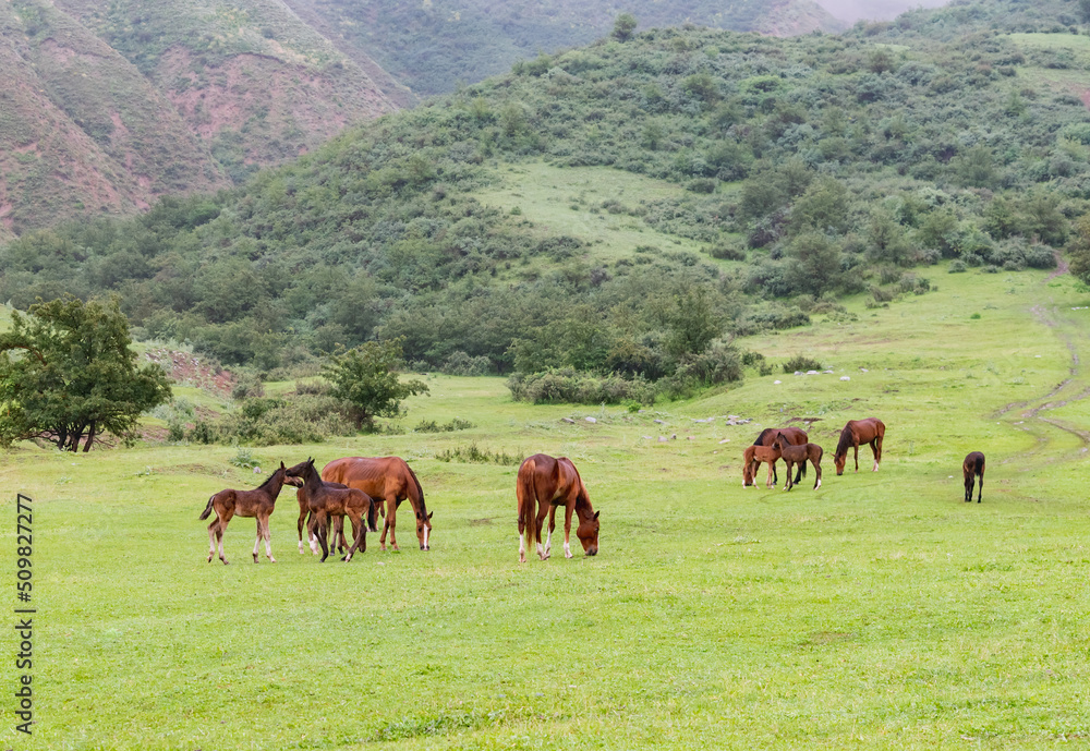 Obraz premium Horses and foals are grazing on a green spring mountain meadow