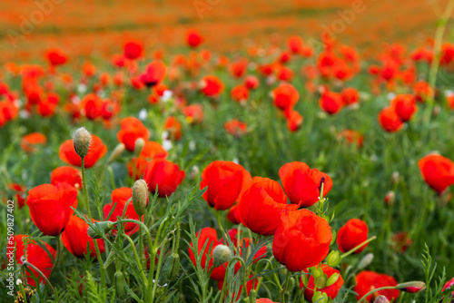 Poppy field. Spring flowering poppies. Selective focus.