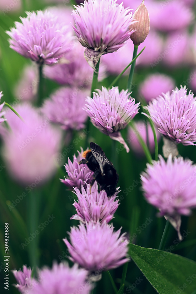 Fototapeta premium bee on flower