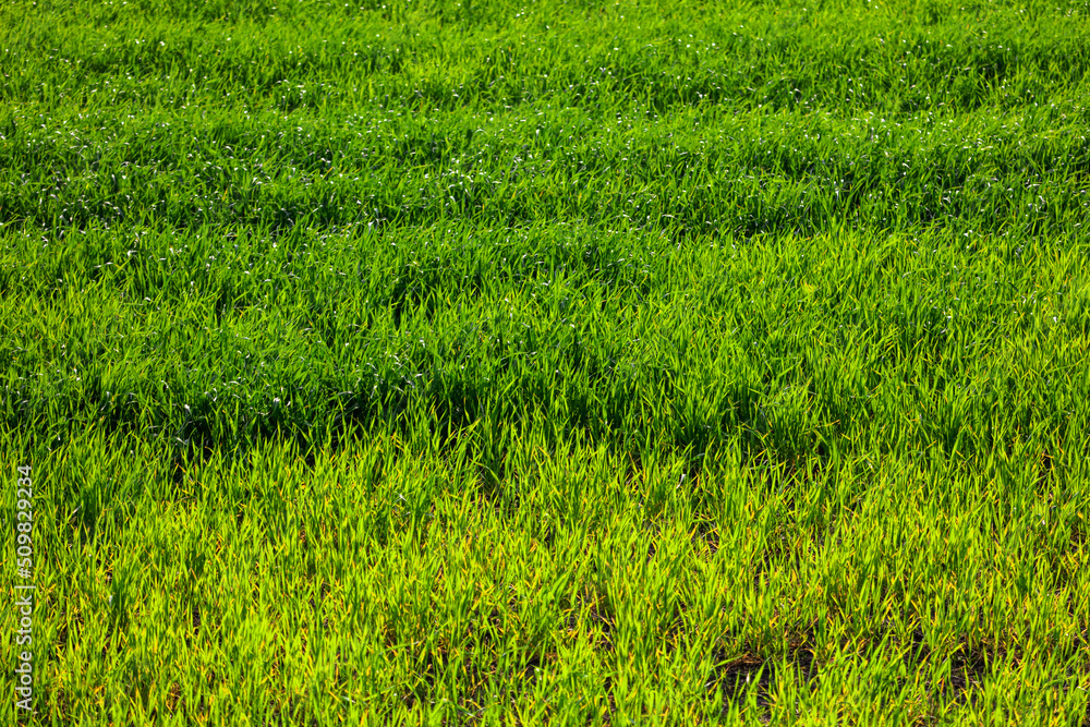 Green wheat on the field in spring. Green wheat on the field in spring.