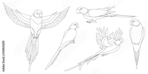 Set of isolated outlined parrots silhouettes on white background.
Alexandrine parakeet, indian ringnecked parrots for coloring pages and decoration.Monochrome outlined images of birds