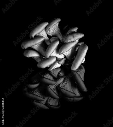 Fototapeta Naklejka Na Ścianę i Meble -  fresh mushroom profile on black background