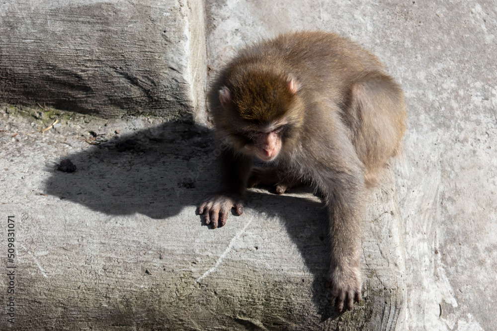 Monkey on the concrete floor in the zoo.