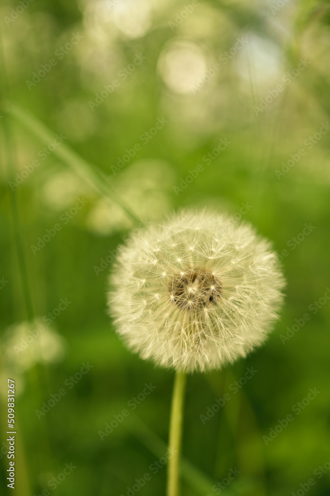 Fototapeta premium dandelion on green background