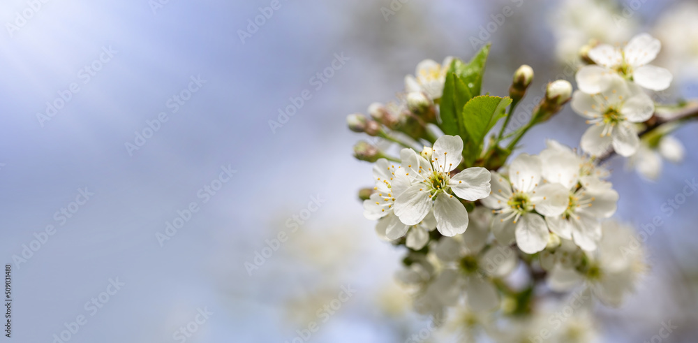 Cherry tree blossom in May on a sunny day Cherry tree blossom in May on a sunny day
