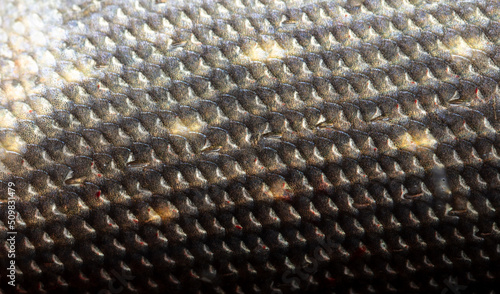 Scales on a pike fish as an abstract background.