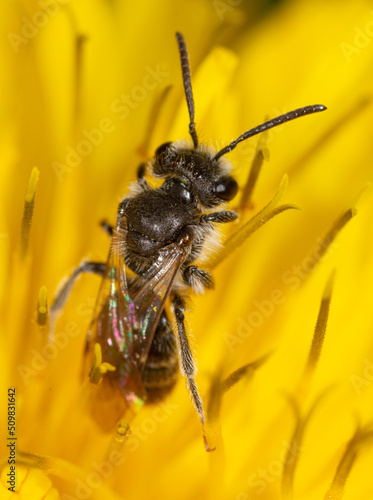 Bee on yellow dandelion flower in spring.