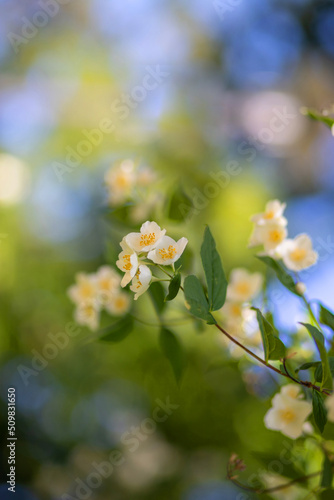 Close up of jasmine flowers in a garden.