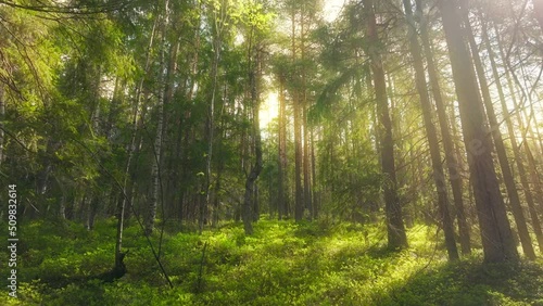Plant forest sunny magic nature view summer green tree morning