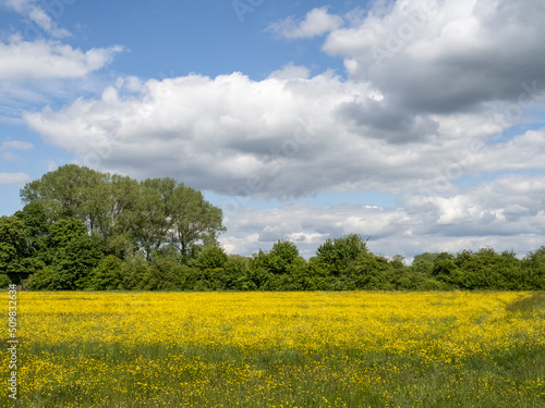 A view across a field of buttercups, UK, in May.