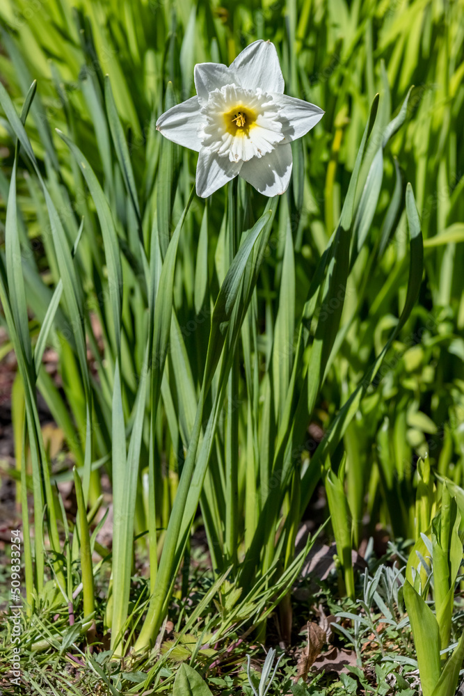 Daffodil flowers in spring on a sunny day close-up Daffodil flowers in spring on a sunny day close-up