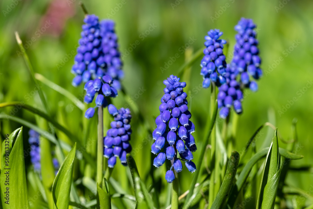Armenian Viper Bow. Armenian mouse hyacinth. Muscari is Armenian. Muscari armeniacum. Armenian Viper Bow. Armenian mouse hyacinth. Muscari is Armenian. Muscari armeniacum.