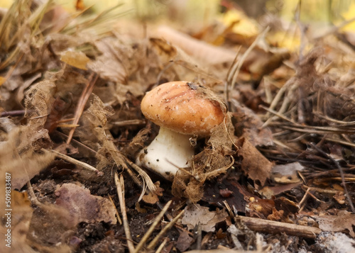 Oiler mushroom in the park in nature.