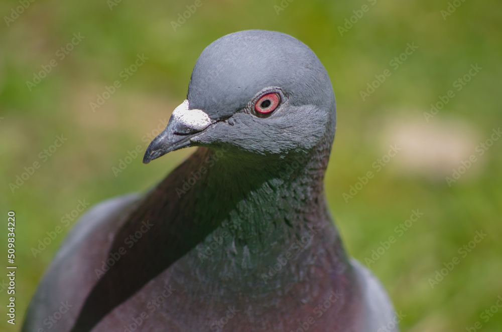 Fototapeta premium close up of a pigeon