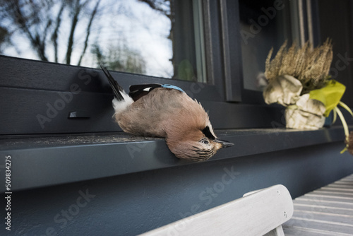 Obraz na płótnie Dead jay after colliding with window w salonie