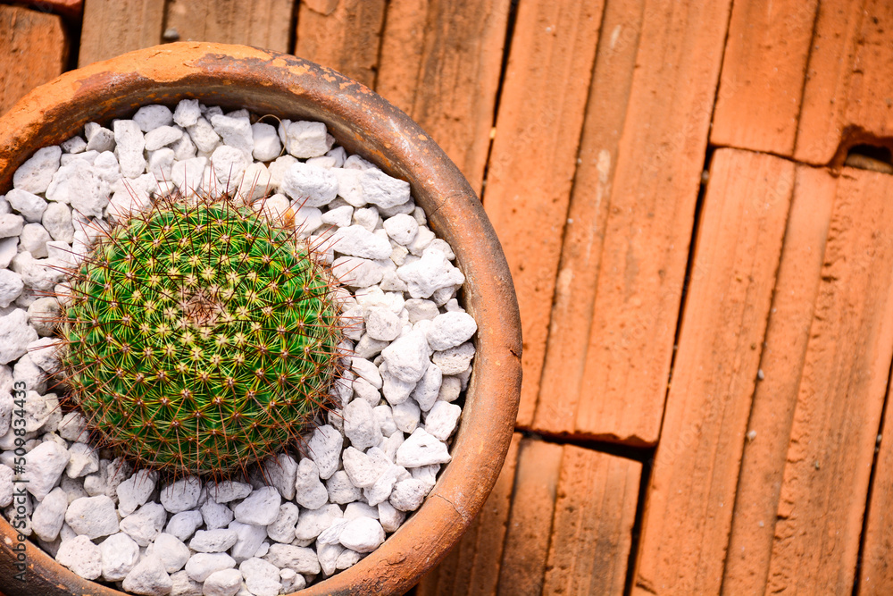 Fototapeta premium cactus in a pot