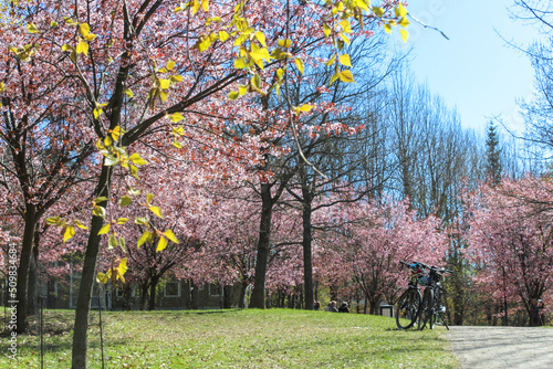 Bicycle in Roihuvuori Cherry Tree Park, Helsinki