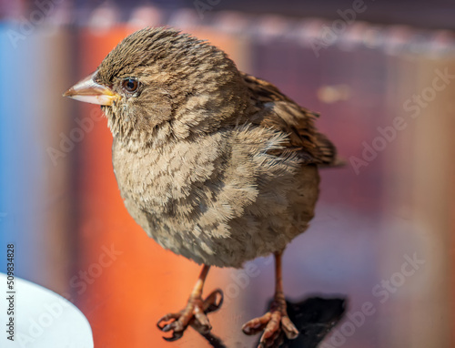 Fototapete Fledgling of the sparrow is sitting on a specular table of street cafe