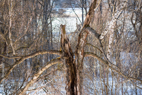 Broken old birch, natural background