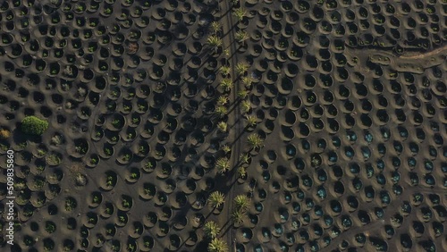 Weinfelder zwischen Vulkanen La Geria Drohne. Vulkanlandschaft photo