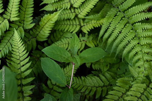 Ferns and a little green plant in the shade  close-up