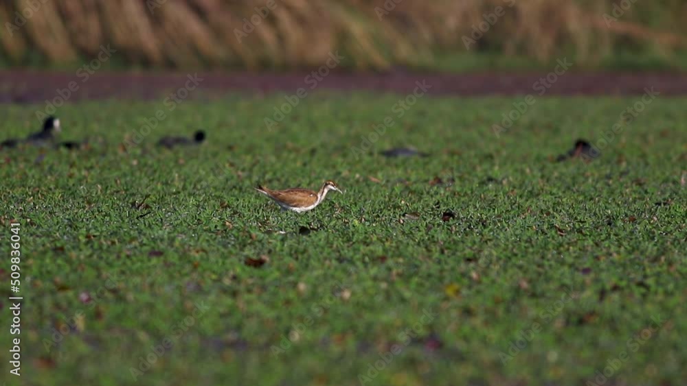 Pheasant Tailed Jacana, Wetland Bird Feeding In A Marsh Habitat Pheasant Tailed Jacana, Wetland Bird Feeding In A Marsh Habitat