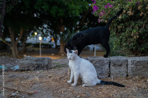 Cats love, cat on the street, black cat and white cat, cats in love, romantic cat, date of cats, two animals, animals date, cute couple of cats, animal care, street, homeless cats, couple of animals