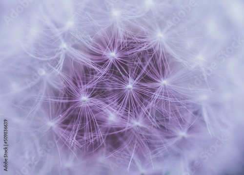 Fototapeta Naklejka Na Ścianę i Meble -  Close up of dandelion flower fluffy blowballs in pink color. 