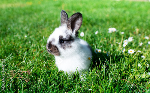 Little white rabbit on a background of blurred green grass. The rabbit is one month old