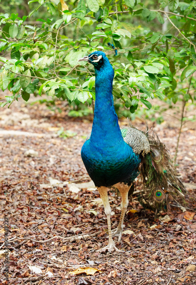 Fototapeta premium Peacock with beautiful multicolored feathers